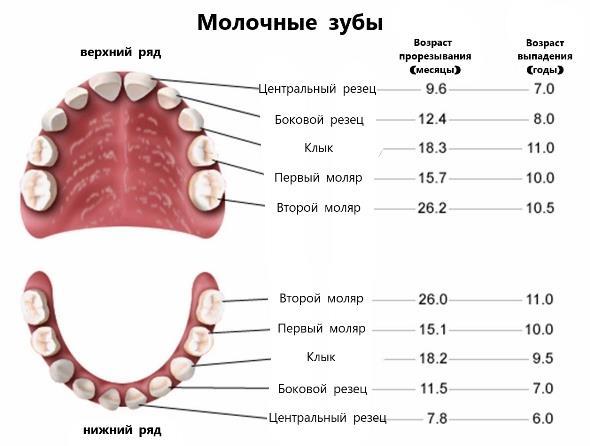Pierderea dinților ordine de foioase și circuitul de sincronizare
