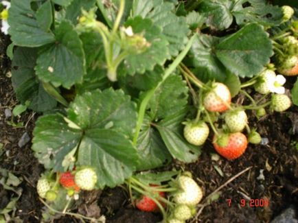 căpșuni Cultivarea 1