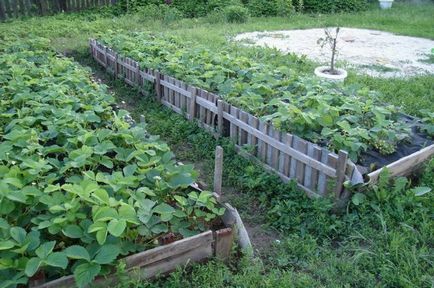 căpșuni Cultivarea 1