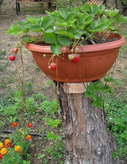 căpșuni Cultivarea 1