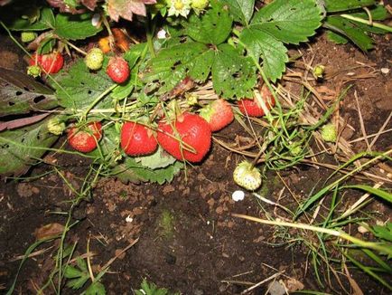 căpșuni Cultivarea 1