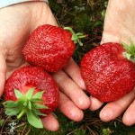 Cultivarea căpșuni ca o afacere, reală