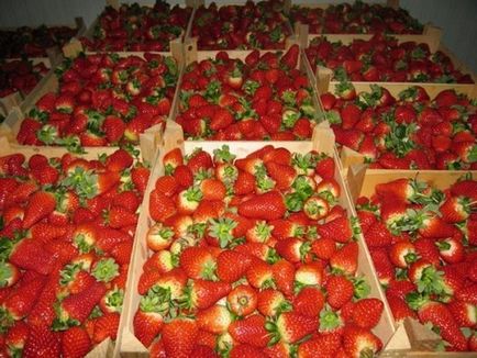 Cultivarea căpșuni ca o afacere, reală