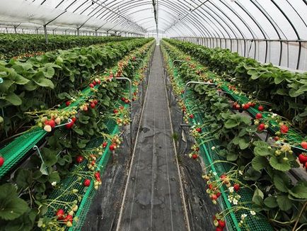 Cultivarea căpșuni ca o afacere - plan de și sfaturi