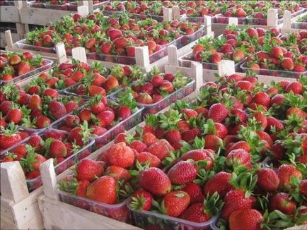 Cultivarea căpșuni ca o afacere - plan de și sfaturi