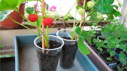 Cultivarea căpșuni în casă