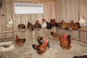 pui în creștere găini ouătoare acasă pentru a arata ca un începător, decât pentru a alimenta o casă de pasăre