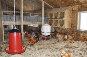 pui în creștere găini ouătoare acasă pentru a arata ca un începător, decât pentru a alimenta o casă de pasăre