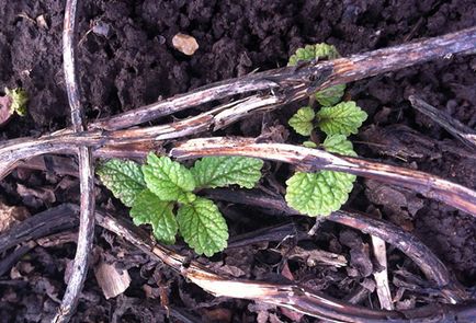 Cultivarea roiniță în casă și în grădină