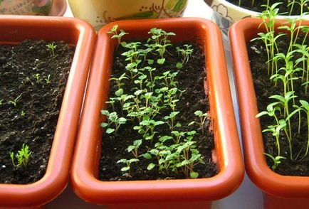 Cultivarea roiniță în casă și în grădină