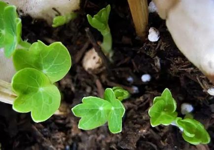 Cultivarea instrucțiuni Nasturtium din semințele de răsaduri, plantare, îngrijire