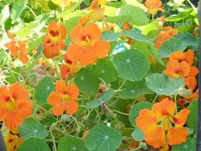 Cultivarea de Nasturtium, de plantare și îngrijire