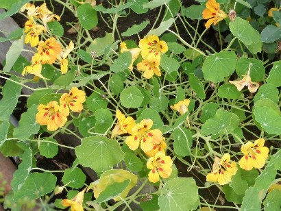 Cultivarea de Nasturtium, de plantare și îngrijire