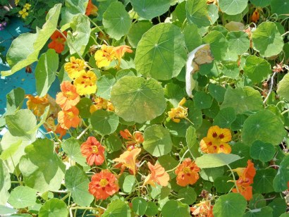 Cultivarea semințelor de nasturțium - tipuri de flori