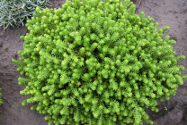 Cultivarea stonecrop (70 poze) plantare, sămânță, îngrijire, descriere, aplicație