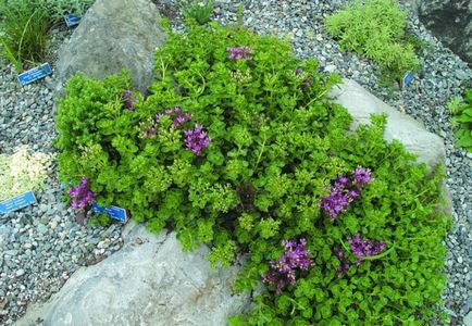 Cultivarea stonecrop (70 poze) plantare, sămânță, îngrijire, descriere, aplicație