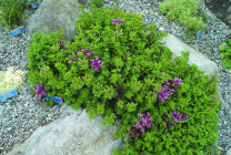 Cultivarea stonecrop (70 poze) plantare, sămânță, îngrijire, descriere, aplicație