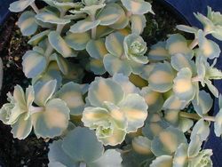 Cultivarea stonecrop (70 poze) plantare, sămânță, îngrijire, descriere, aplicație