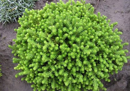 Cultivarea stonecrop (70 poze) plantare, sămânță, îngrijire, descriere, aplicație