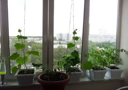Cultivarea castraveți de pe pervazul ferestrei - îngrijire, fertilizat, boala