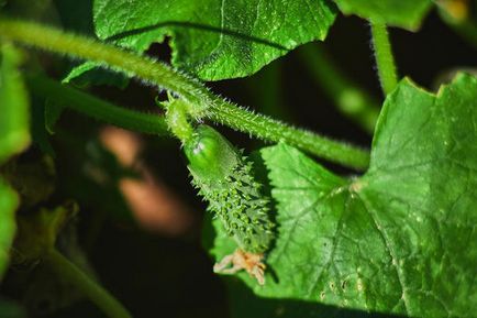 Cultivarea de plantare castravete, îngrijire, fertilizat, soiul