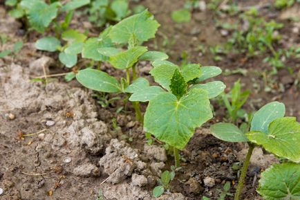 Cultivarea de plantare castravete, îngrijire, fertilizat, soiul