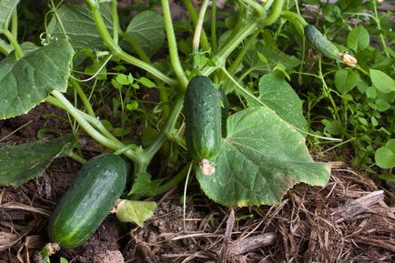 Cultivarea de plantare castravete, îngrijire, fertilizat, soiul