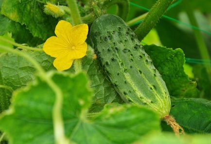 Cultivarea de plantare castravete, îngrijire, fertilizat, soiul