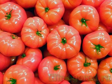 Cultivarea tomate răsaduri de îngrijire de plantare și aterizare pe pat de flori