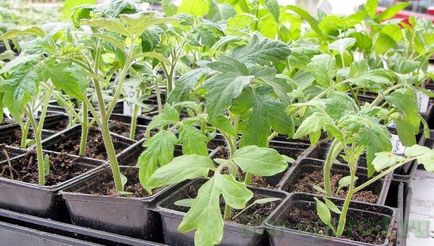 Cultivarea tomate răsaduri de îngrijire de plantare și aterizare pe pat de flori