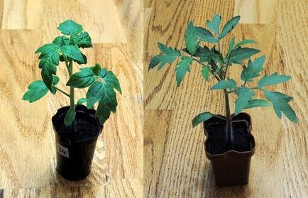 etapele de tomate răsad cultivare la domiciliu