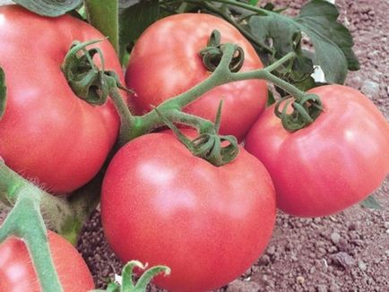 etapele de tomate răsad cultivare la domiciliu