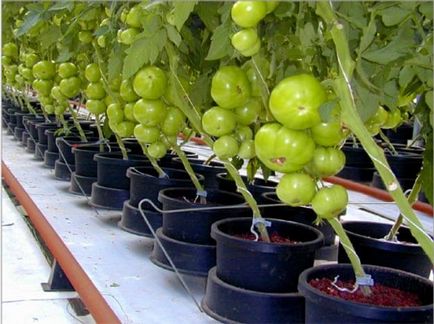 Cultivarea răsaduri de tomate în casă să aibă grijă de erori