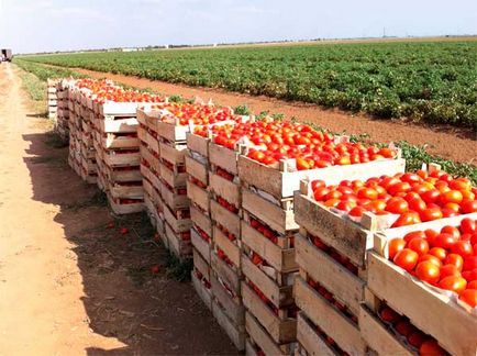 tomate afaceri în creștere