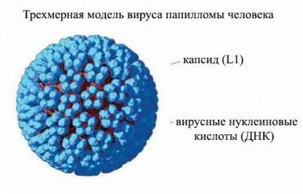 Human Papilloma Virus imagine, simptome și tratament