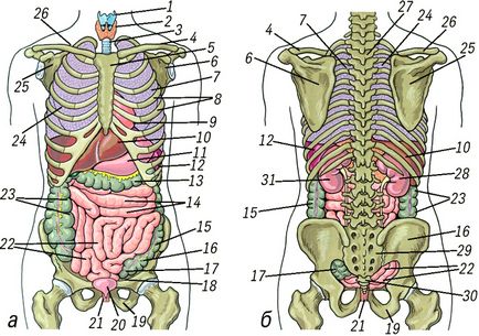 organele umane interne