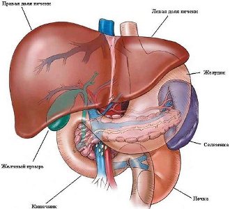 organele interne umane - locația dreapta și stânga