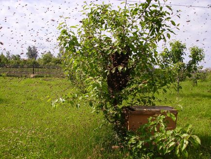 Toate roire colonii de albine și cum să le combată