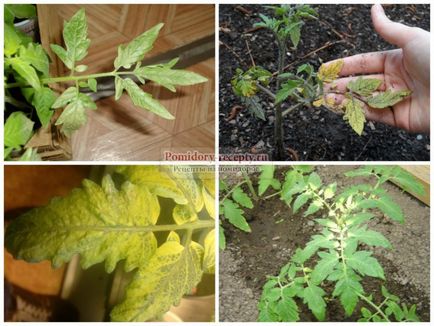 frunze galbene de răsaduri de tomate de ce și ce să facă