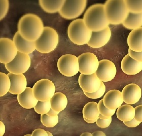 Staphylococcus aureus simptome, tratament, fotografii