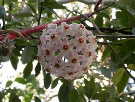 Hoya le floare