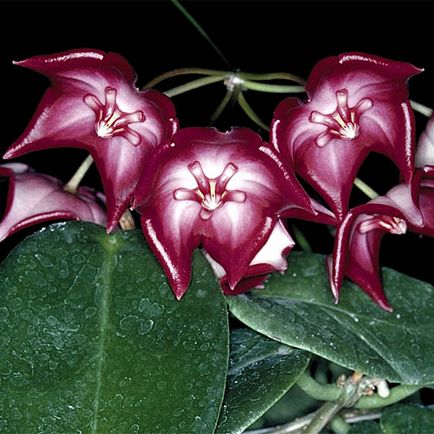 Hoya le floare