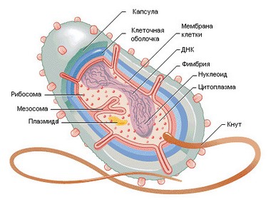 Omul și bacteriene boli pe care trebuie să știți