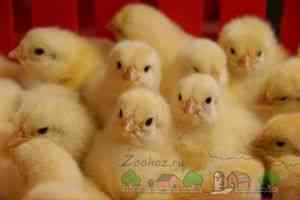 Ce să se hrănească puii în primele zile - pentru -dacă păsări de reproducție () - ENDIF - Articole Director -