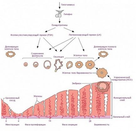 Care este faza de secreție endometriale