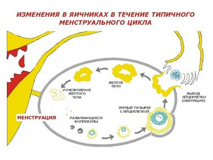 Care este faza de secreție endometriale