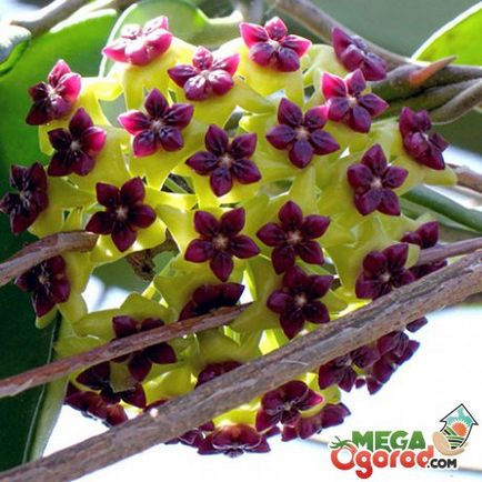 Hoya le floare