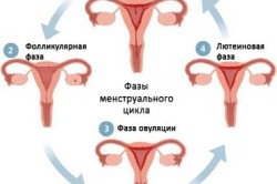 Care este faza de secreție endometriale