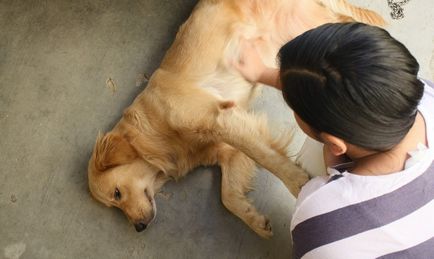 Tratamentul epilepsiei la câini și cum să se oprească atacurile, droguri