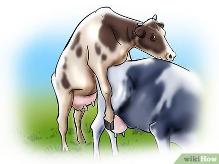 vaci și juninci inseminate artificial